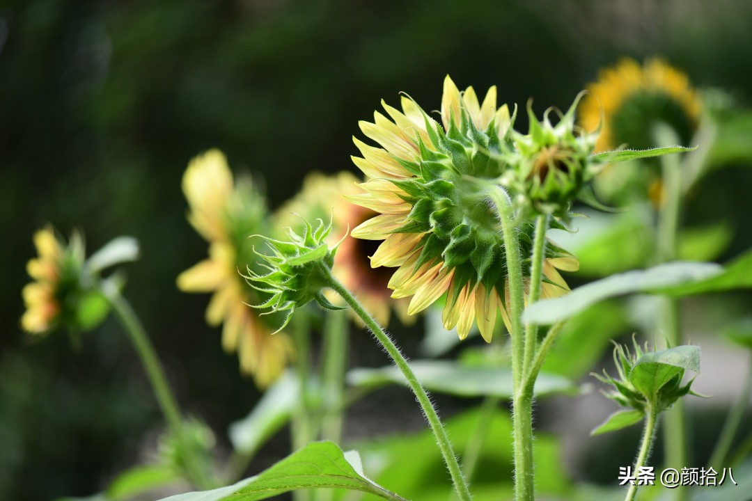 这个夏天我在花园里种向日葵|园丁