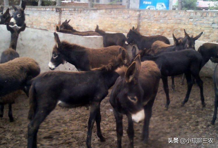 小琼聊三农：与您分享关于肉驴健康成长的相关技术，快来看看吧