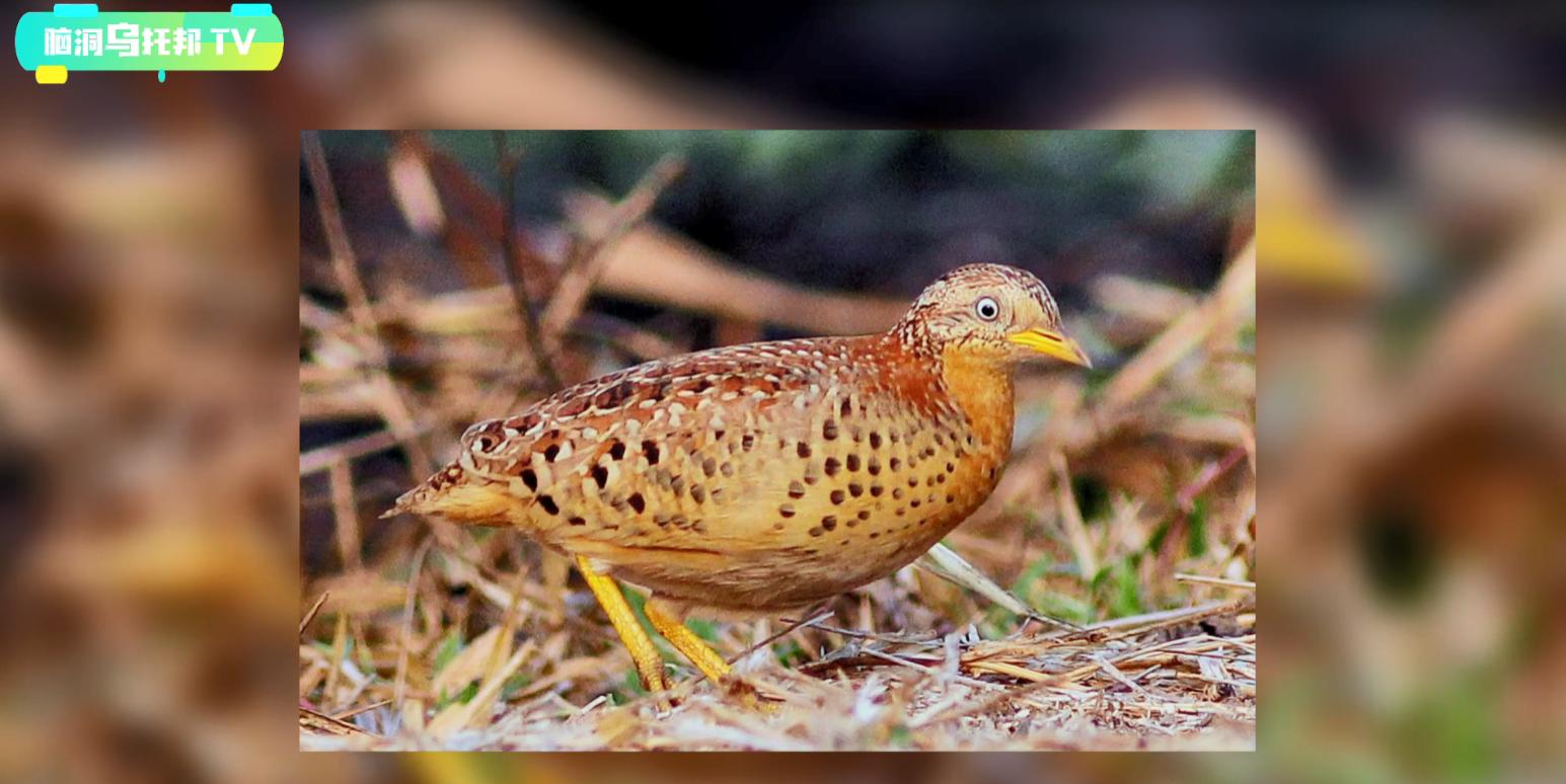 大气层中的不明巨型生物,大气层外的巨型不明奇怪生物
