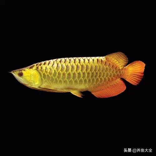 龙鱼记忆力有多强,龙鱼的生命力如何呢