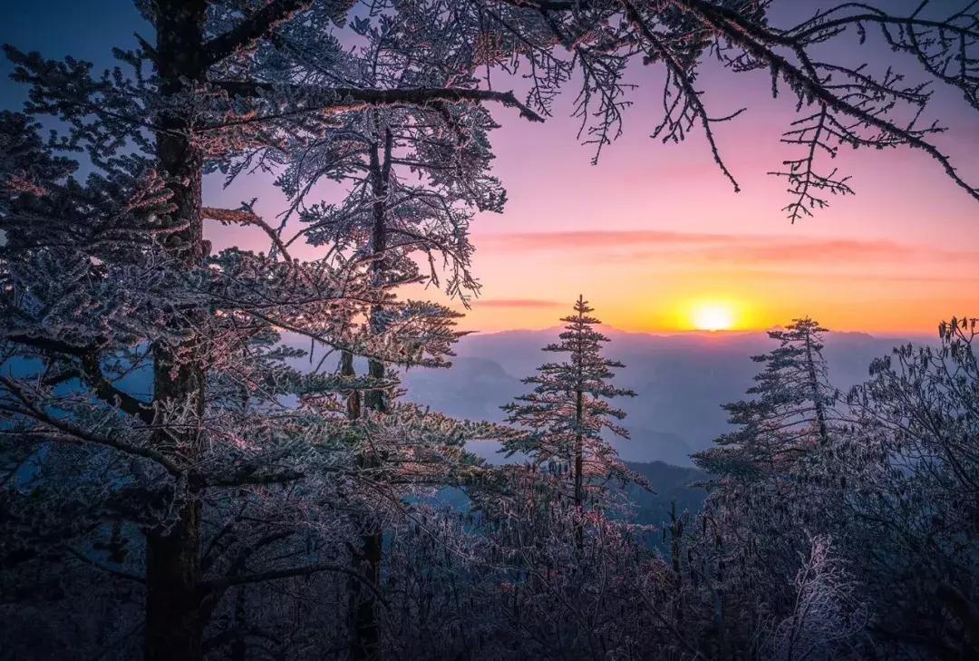 成都自驾百里杜鹃旅游攻略,万亩杜鹃花在青山幽谷