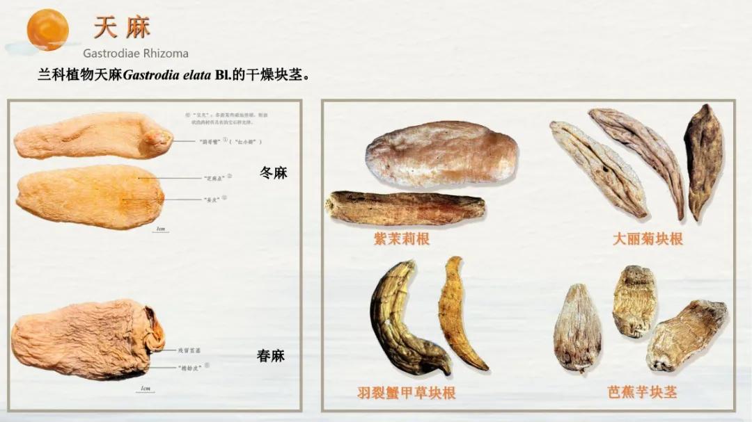 常见中药饮片假劣鉴别,中药饮片真伪鉴别