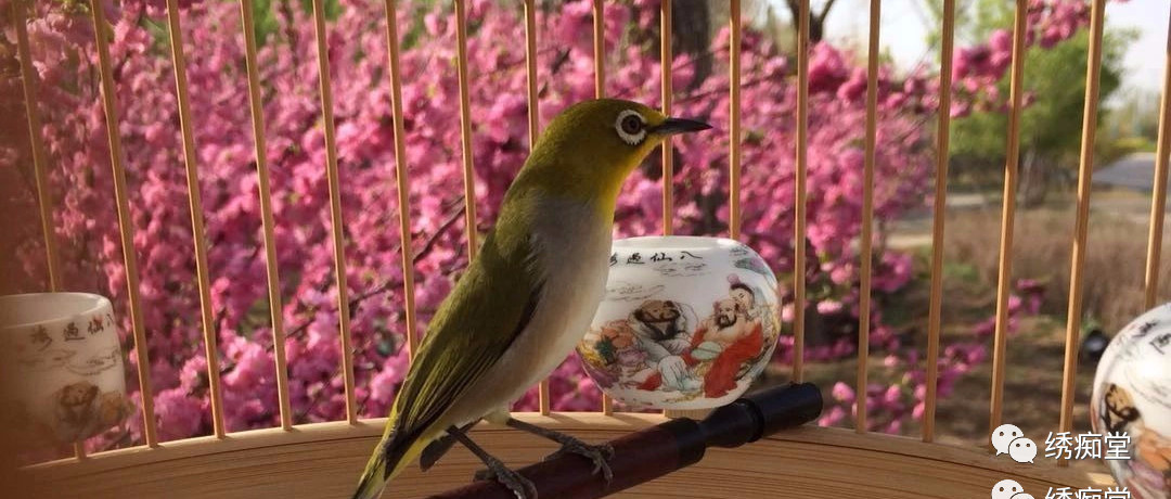 暗绿绣眼鸟属于保护动物吗,南方暗绿绣眼鸟哪种好