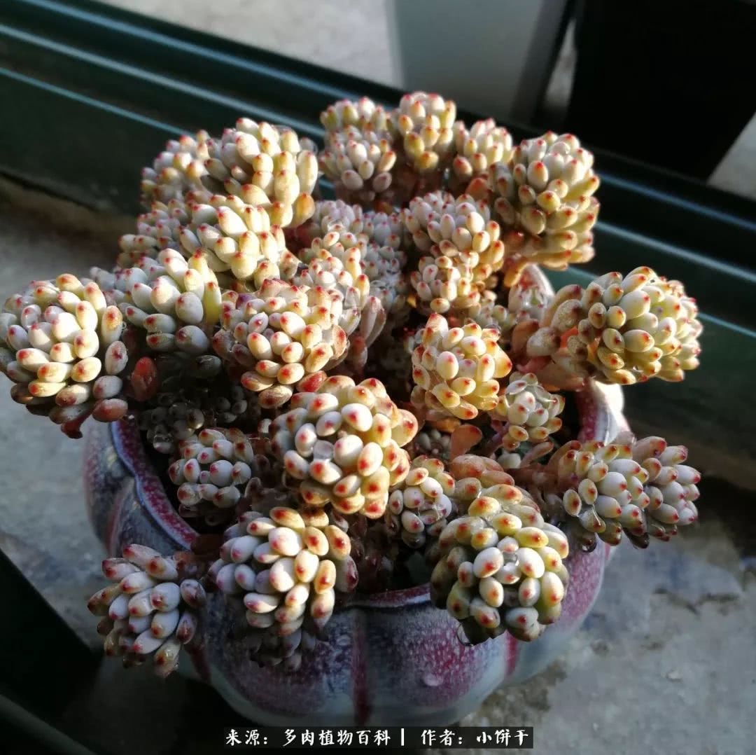 无肉不欢的肉瘾少女，日日沉迷于美色无法自拔！