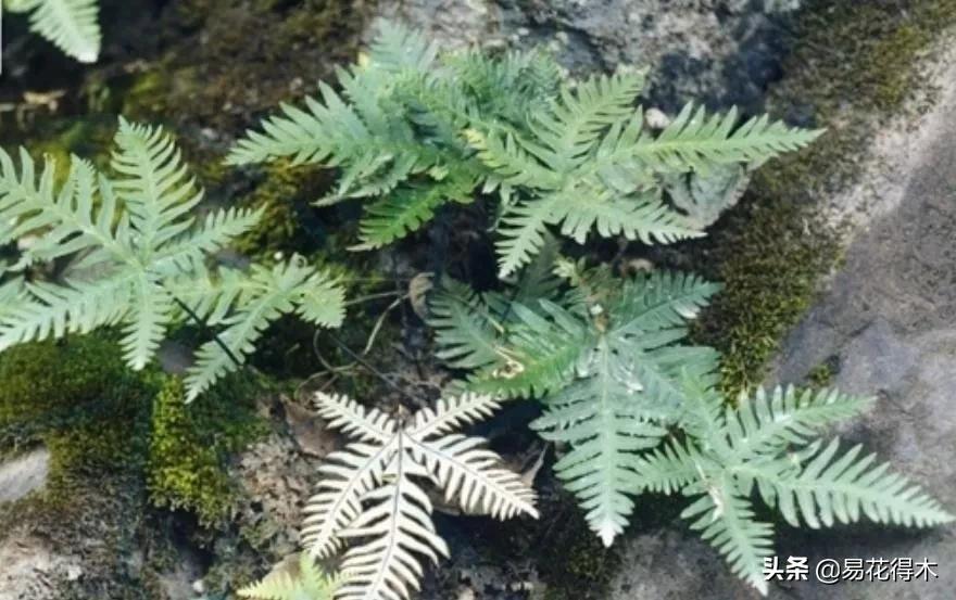 我国药用蕨类产地,中国蕨类大全图