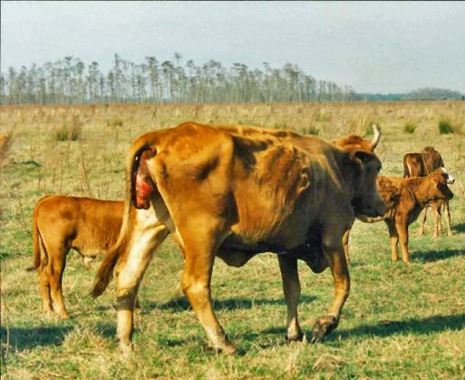 繁育母牛应注意几个主要环节,繁育母牛饲养管理标准