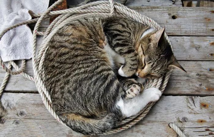 如何判断猫咪发烧,如何判断猫咪发了情