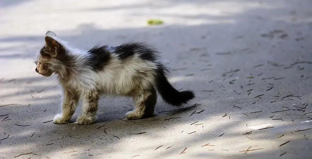 发现一只流浪猫有猫癣怎么帮助它,遇到流浪猫怎么配合