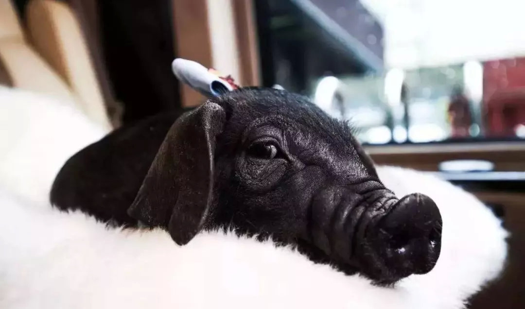 丁磊的养猪决策,网易丁磊养猪今年赚了多少钱