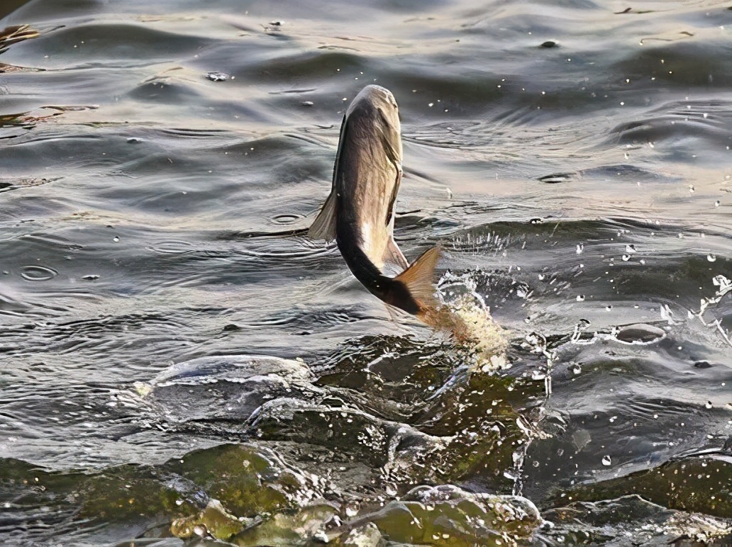 鱼儿吃饵料不咬钩是什么原因,鱼儿吃不饱会怎么样