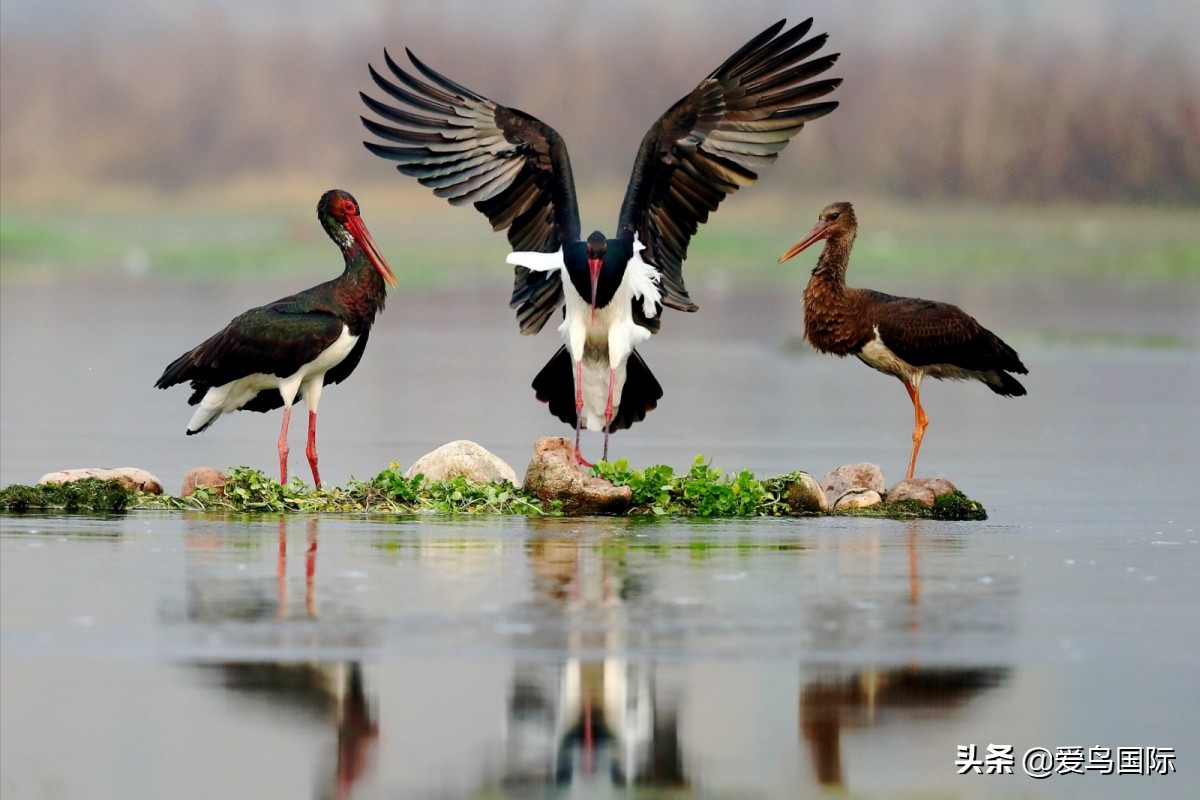 2020观鸟,观鸟大年影片