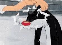 猫咪被家暴怎么走出心理阴影,对猫实施过暴力怎么办