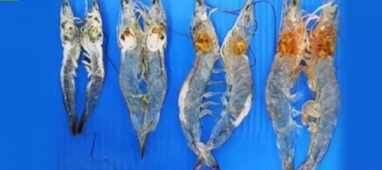 对虾病毒防控技术,对虾病毒如何防治