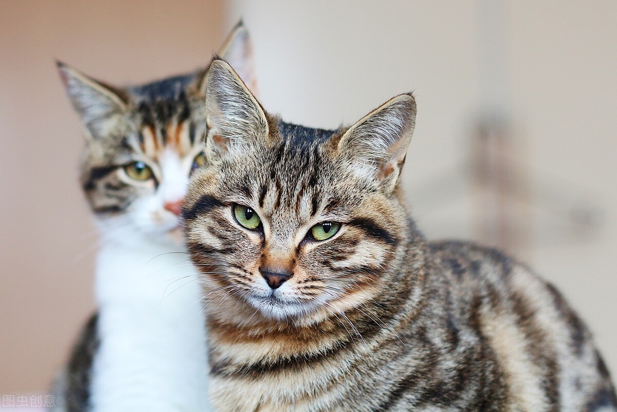 中华田园猫所有猫战斗力排行,猫界中战斗力最强的四大猫咪