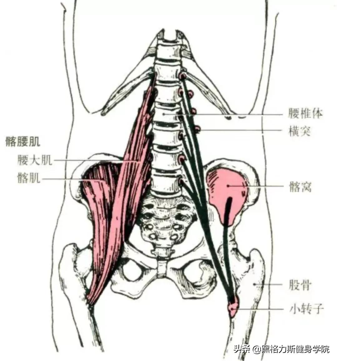 健身腿部解剖动作讲解,健身训练及肌肉解剖图谱大全