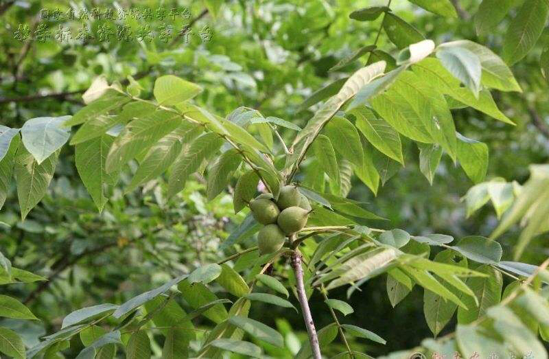 中药材核桃仁,野生核桃楸子