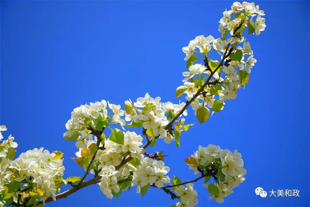 绿色和政春深夏浅风光好山美花浓待君来
