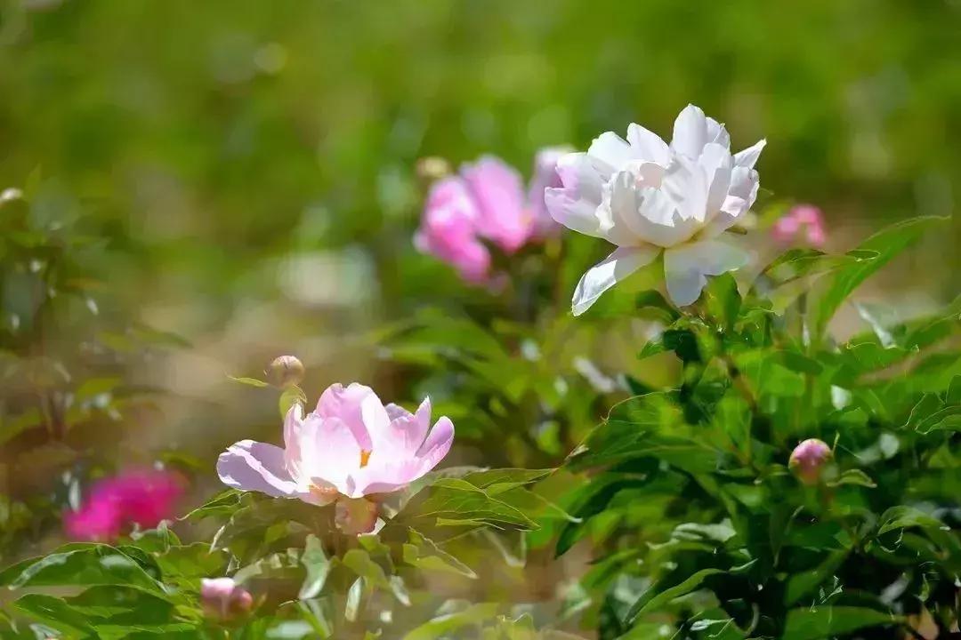 凉山最漂亮的花海,西昌赏花攻略