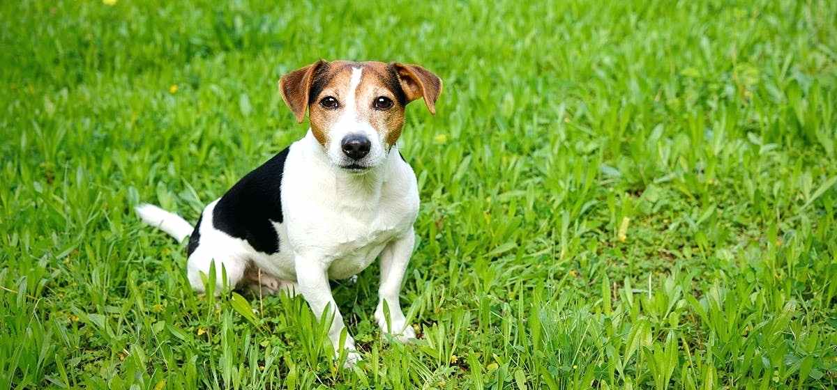 狗狗意外怀孕如何终止,狗狗怀孕怎么能安全流产