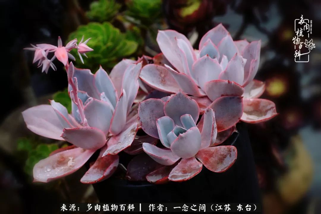 对多肉植物的爱心寄语,赏兰花感言