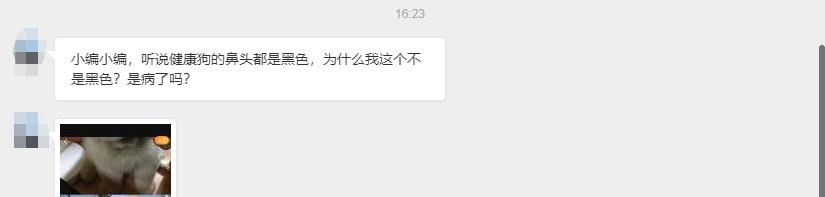 泰迪狗狗的鼻头不长毛是什么原因,狗鼻子不正经的科普视频