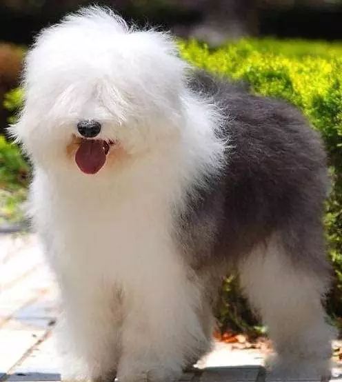 72种名犬分类介绍及图片,72种名犬及图片