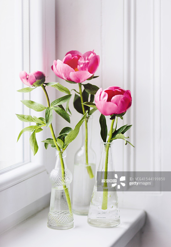 6种美好的花儿，陪你走过整个夏天的各个节气