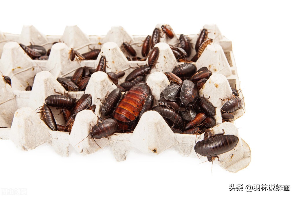 除蟑螂最有效方法彻底消灭蟑螂,教你一招如何轻松根除蟑螂