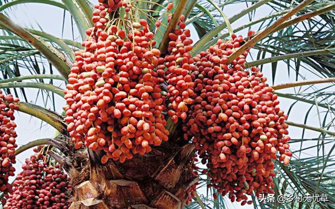 这6种水果可以放开了吃,正是当下时令水果,既新鲜还便宜