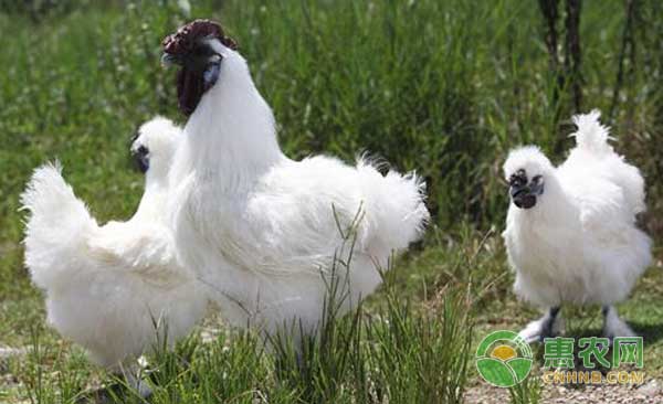 乌鸡拉白痢怎么治疗,乌鸡生病毛会变色吗