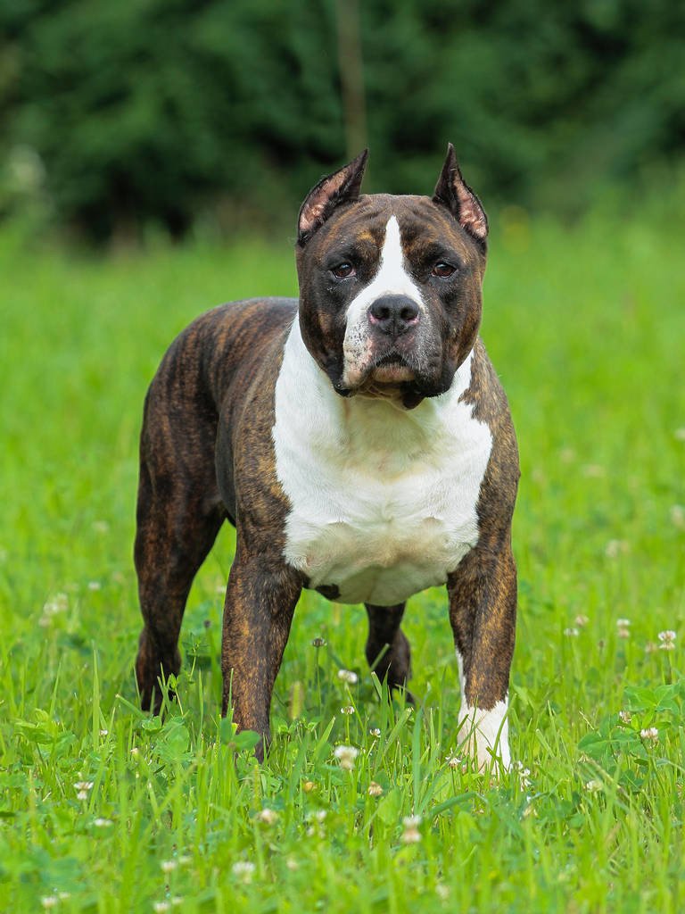 全世界100种名贵狗,世界上46多种名狗图文说明