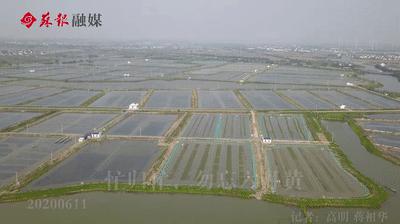 苏州春天第一鲜上市,苏州6月份美食推荐