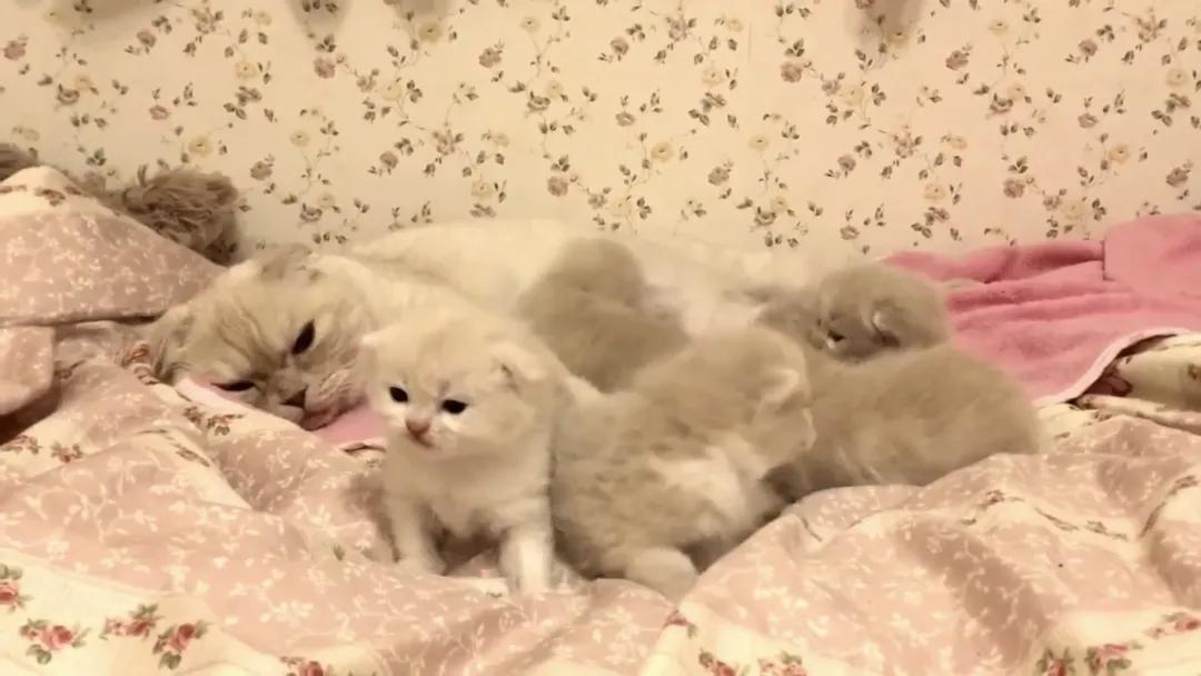 猫咪痛苦难产,铲屎官手足无措|如何帮助猫咪顺利生产?