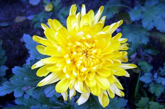 树的花语你知道是什么吗,你知道茉莉花的花语吗