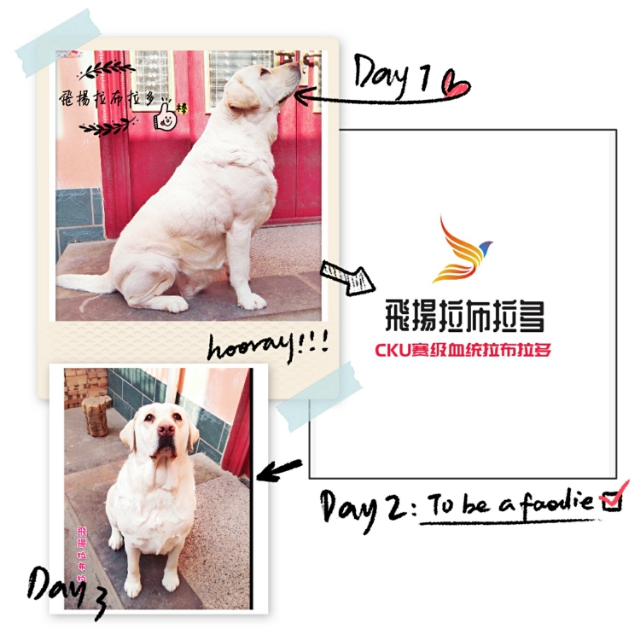 英系与美系金毛和拉布拉多,拉布拉多分为美系和德系英系