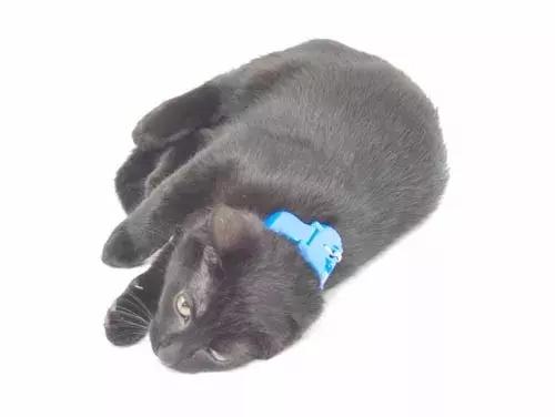 怎样催眠小猫咪,如何催眠一只小猫咪