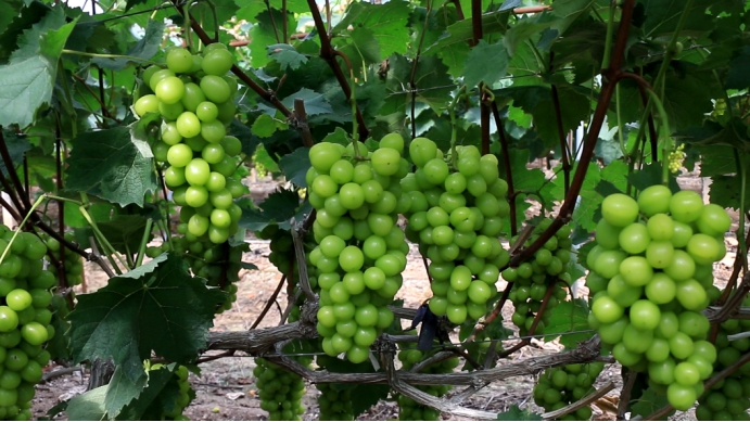 新洋丰农业项目,新洋丰绿色