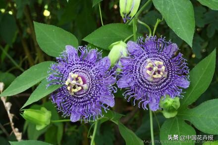花园必备植物大全,花园常用植物科普
