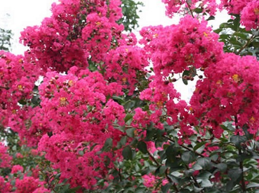 紫薇浮浮堆霞蔚，流香沁韵，遏云扶风