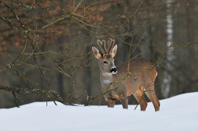 为什么现在催收还如此猖狂,现在的催收为什么还这么猖狂