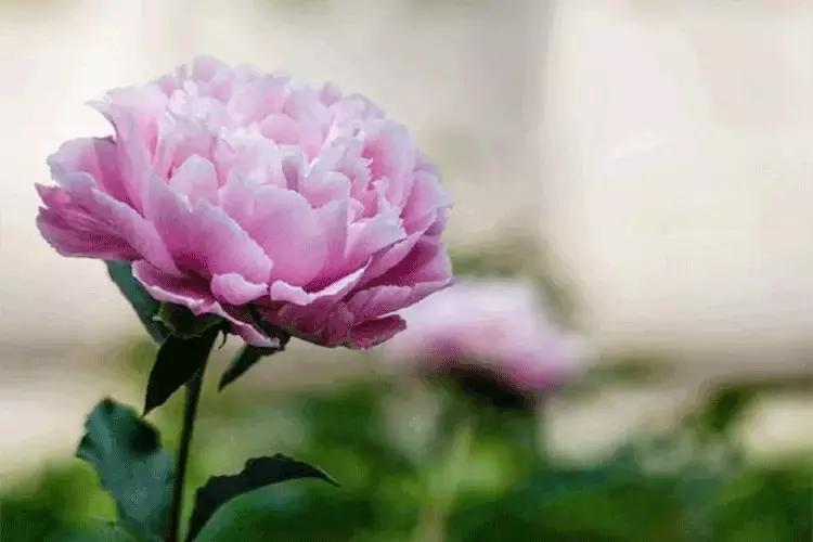 【美文共享】春天，人间皆可爱