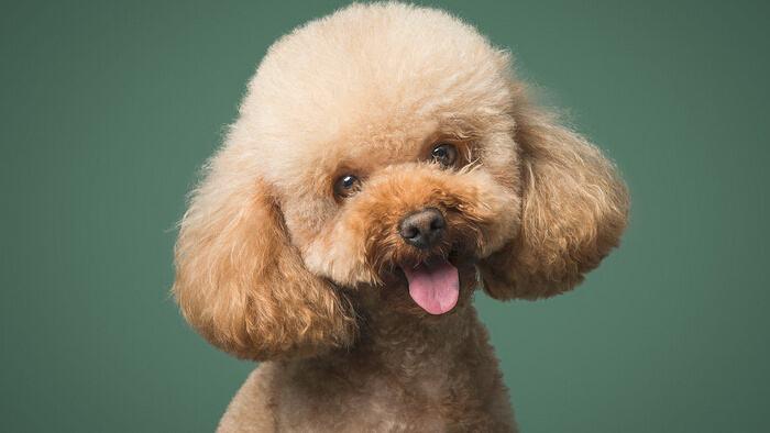 养狗狗是养博美好还是养泰迪好,为什么养狗的人讨厌泰迪