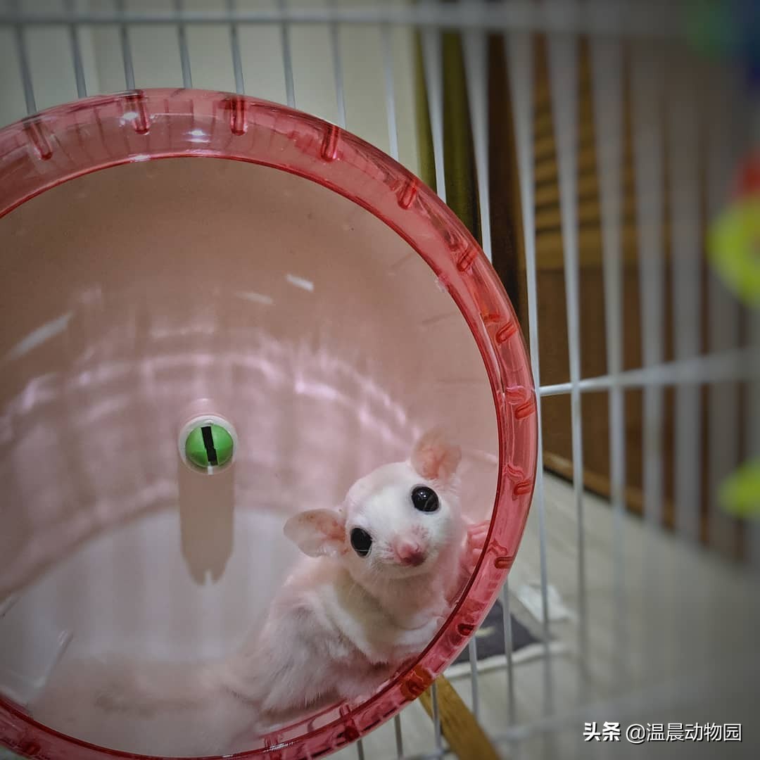 蜜袋鼯散养好吗,蜜袋鼯合法吗