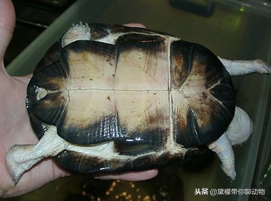 落枕病患者——萌萌的侧颈龟