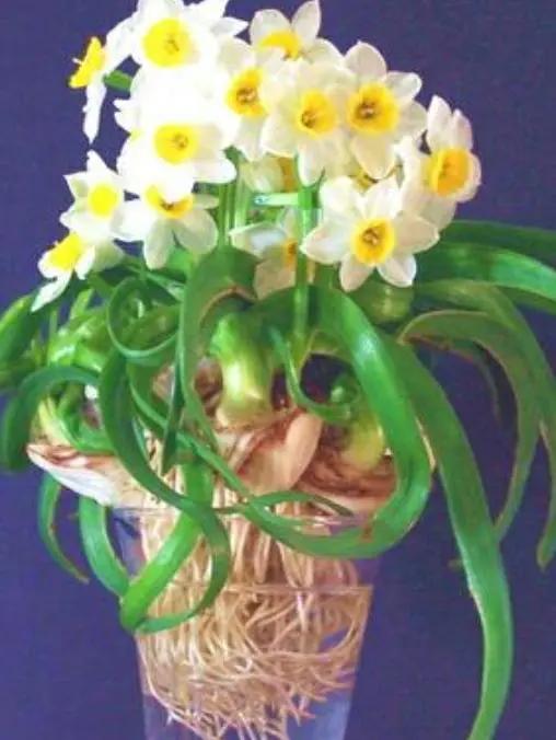 如何让水仙婀娜多姿,花香四溢