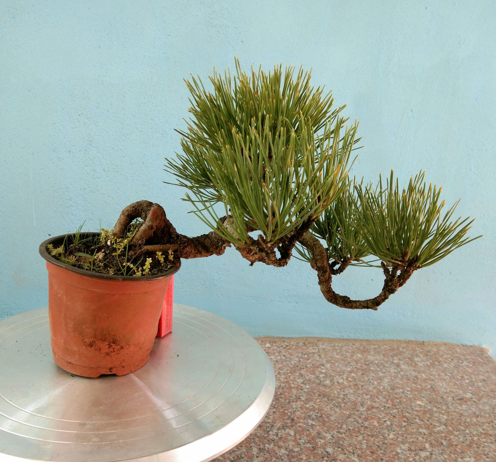 黑松剪根换盆多长时间可以晒太阳 (黑松换盆连续下雨又换一次可以吗)