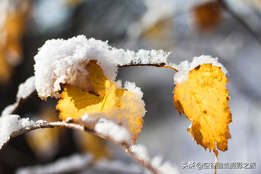 在莫尔道嘎,我遇见了最美的秋雪