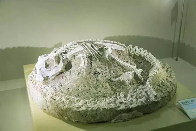 有哪些好玩的地方适合儿童深圳,深圳适合小朋友玩的8个免费景点