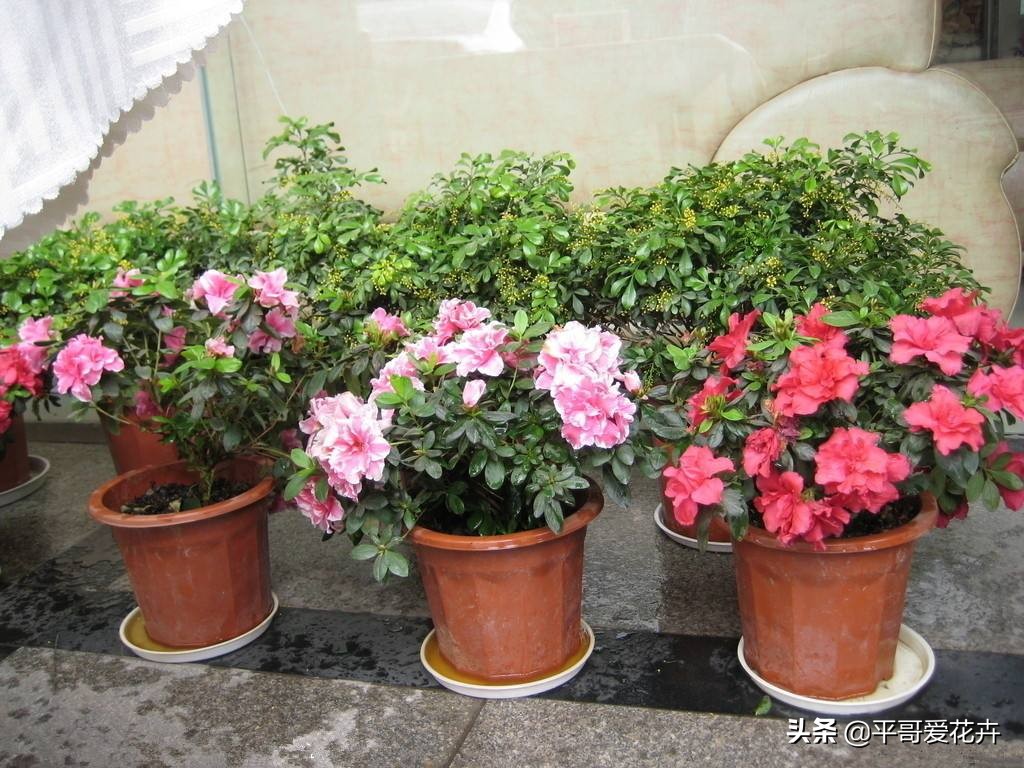 想要杜鹃开花怎么办,杜鹃如何度夏