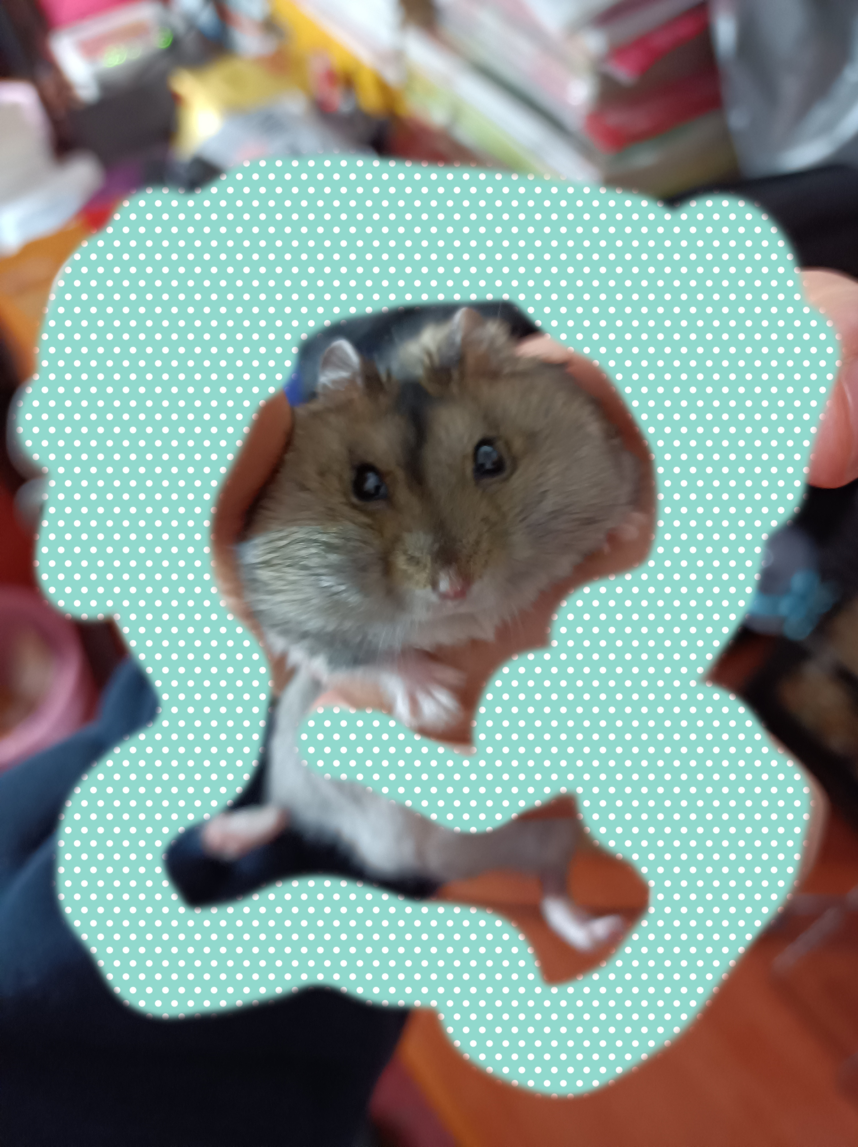 养仓鼠新手入门必知合集,哪个品种的仓鼠容易生崽